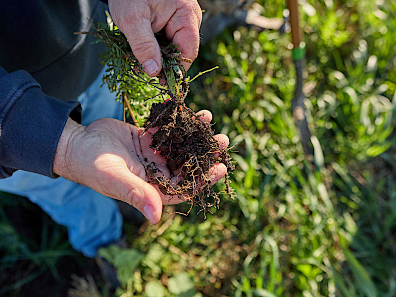 Hands holding soil from a field