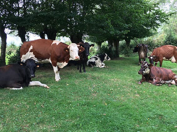 Dairy cows in field