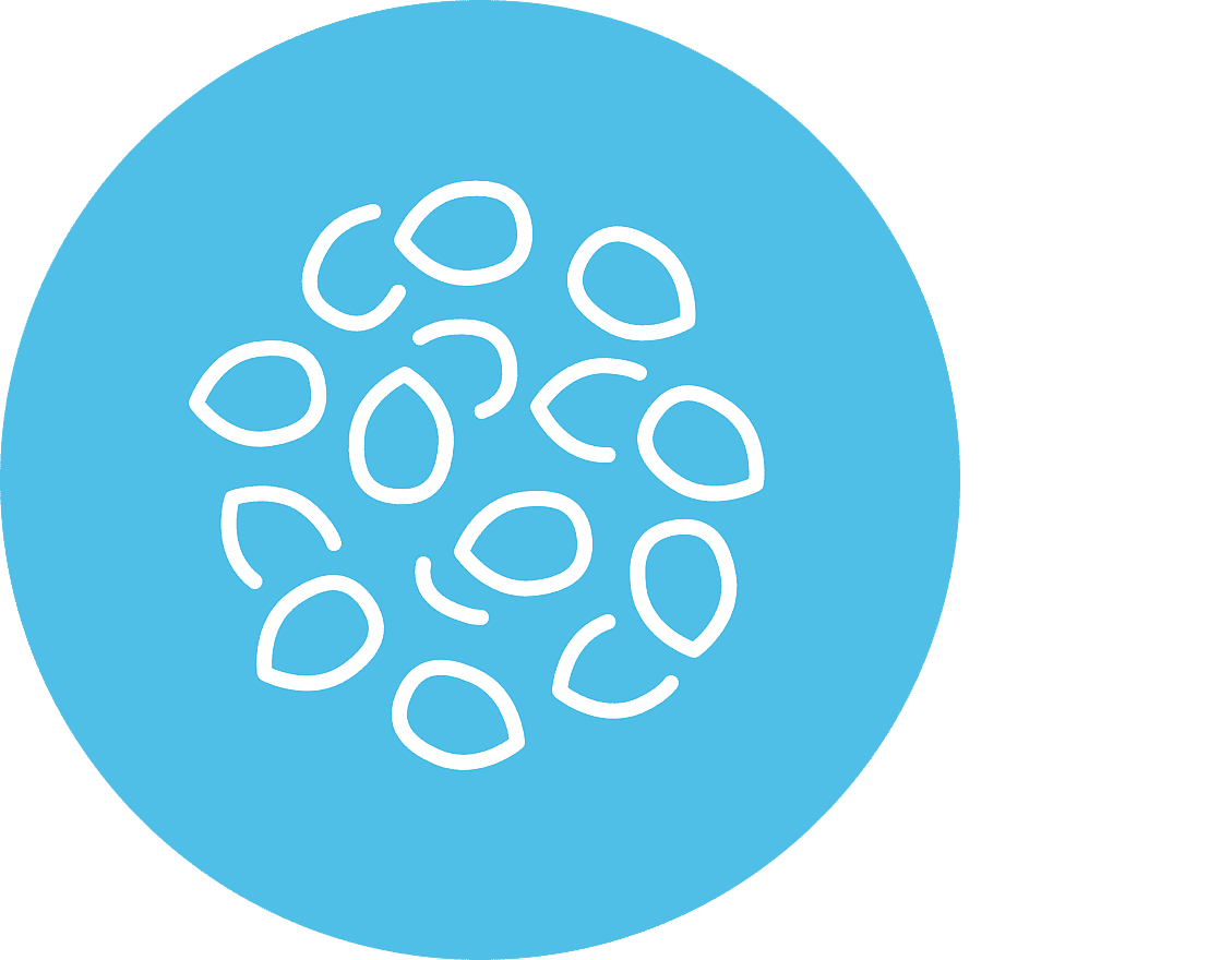 whole grain icon