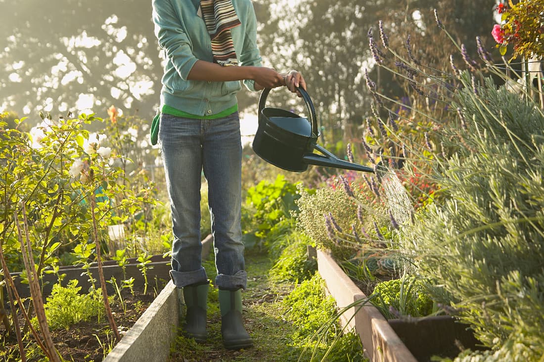 A woman watering her garden plants