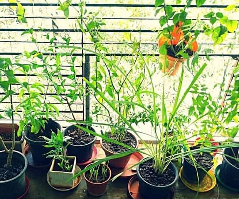 plant-parenting