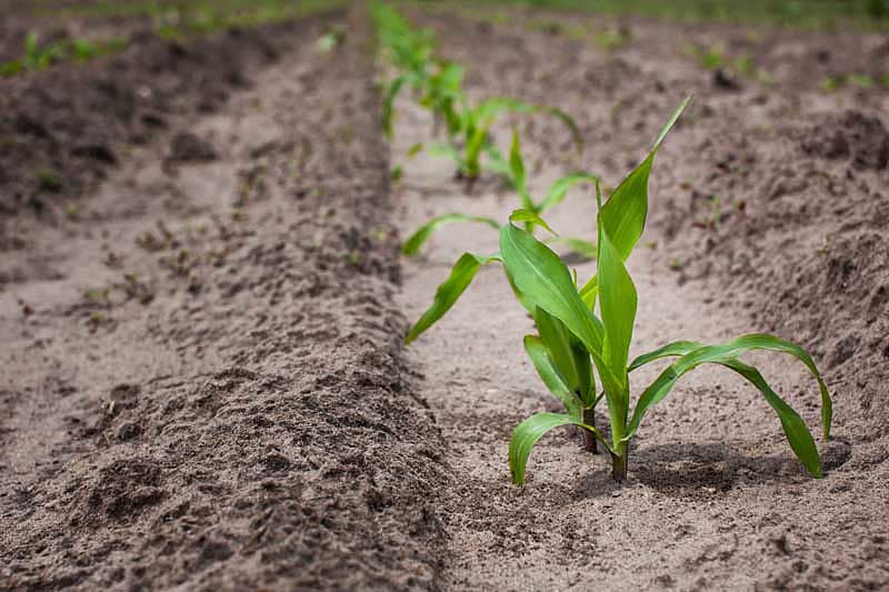 Soil and plant