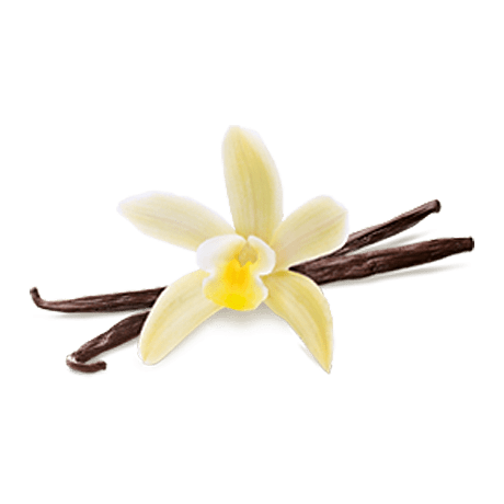 Vanilla flower and vanilla bean pods