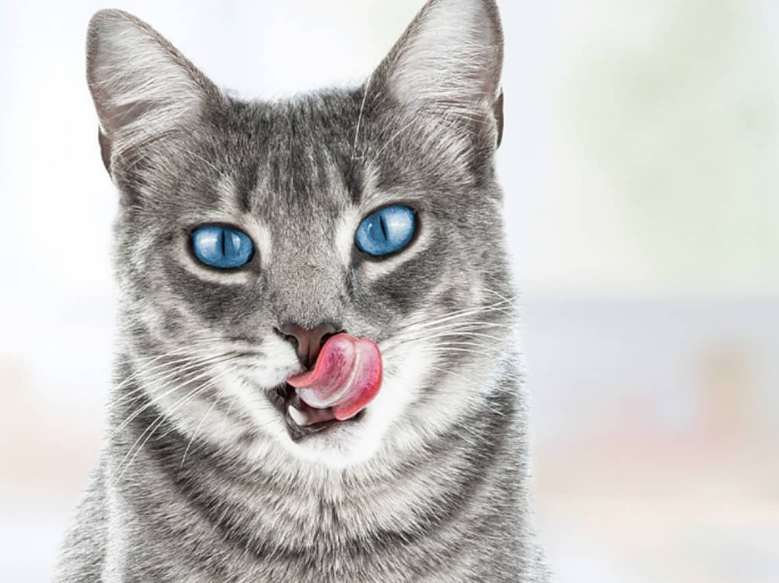 One taste is all it takes with new Blue Buffalo cat food General Mills