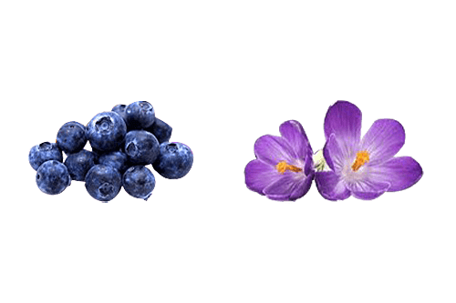 blueberry